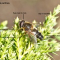 Eristalis pertinax, male, Alan Prowse